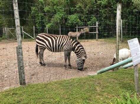 petting zoos on long island|traveling petting zoo long island.